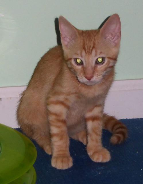 Zak