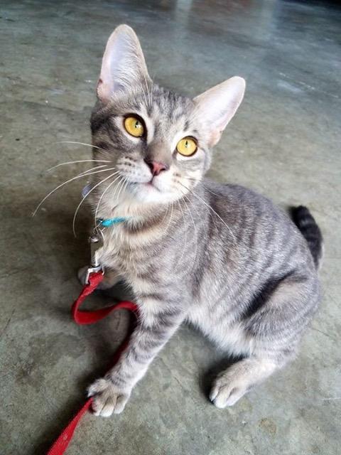 Taz
