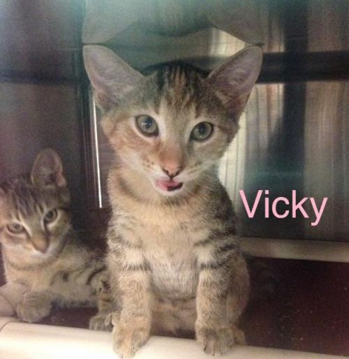 Vickey