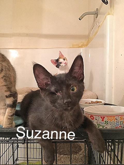 Suzanne
