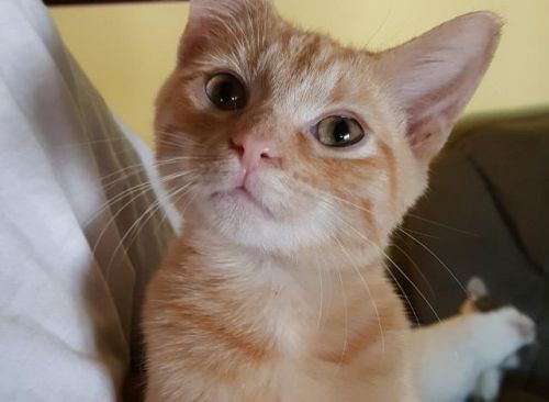 Basil