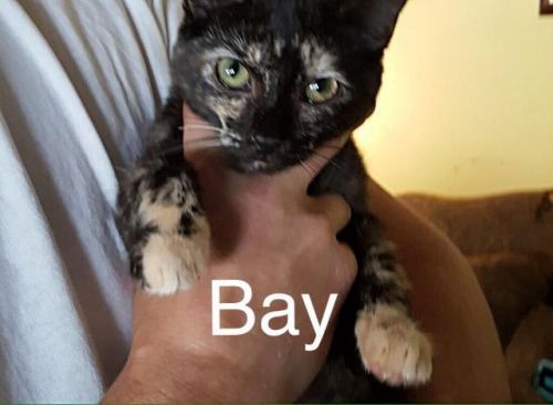 Bay