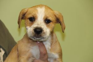 cairn terrier teddy