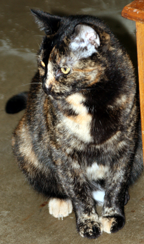 Hallie Domestic Short Hair - Tortoiseshell Cat