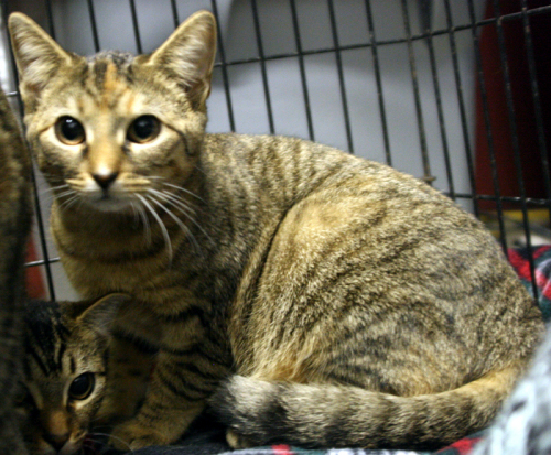 Rose Domestic Short Hair - Tabby - Brown Cat