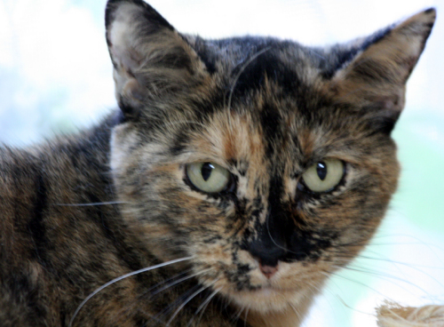 Maybelline Domestic Short Hair - Tortoiseshell Cat