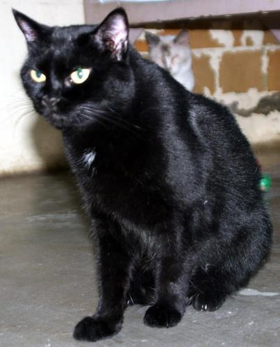 Kaysa Domestic Short Hair-Black Cat