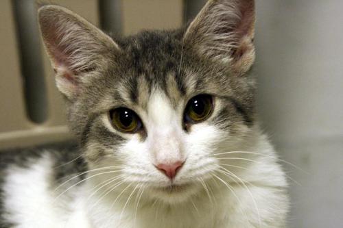 Patty Domestic Short Hair Cat