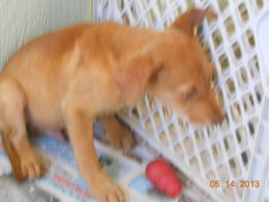 Trust: Hound, Dog; Pearl City, HI