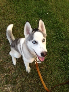 Akeem: Siberian Husky, Dog; La Motte, IA