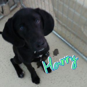 . Harry .