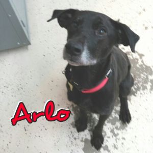 . Arlo .