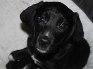 Weston: Labrador Retriever, Dog; Naperville, IL