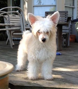 Foxy: Chinese Crested Dog, Dog; Bloomington, IL