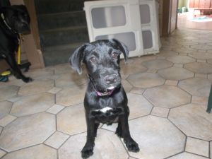 George: Black Labrador Retriever, Dog; Bolingbrook, IL