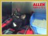 Allen