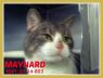 Maynard