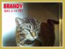 Brandy