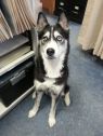 Kodo