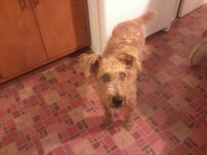 TEDDY: Scottish Terrier Scottie, Dog; Evansville, IN