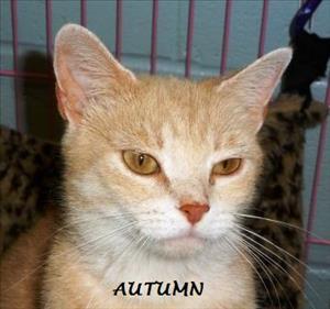 . Autumn .