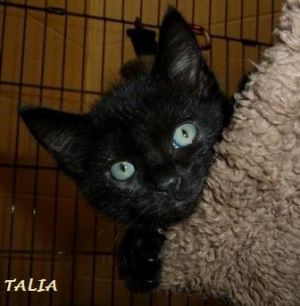 . Talia .