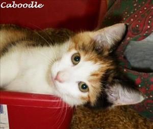 . Kaboodle .