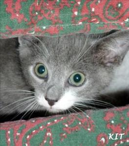 . Kit .