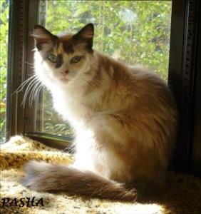 . Pasha .