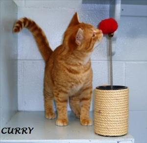 . Curry .