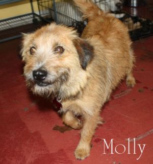 MOLLY: Cairn Terrier, Dog; Metairie, LA