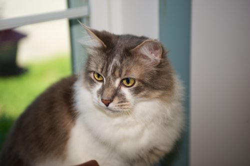 Ma57