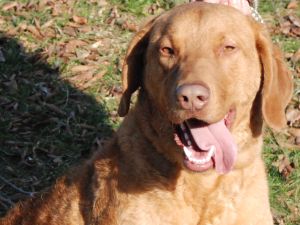 Rusty Luke: Chesapeake Bay Retriever, Dog; Chestertown, MD