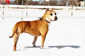 Cassidy: American Staffordshire Terrier, Dog; Elkton, MD