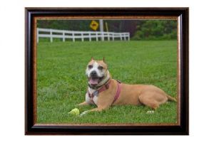 Cassidy: American Staffordshire Terrier, Dog; Elkton, MD