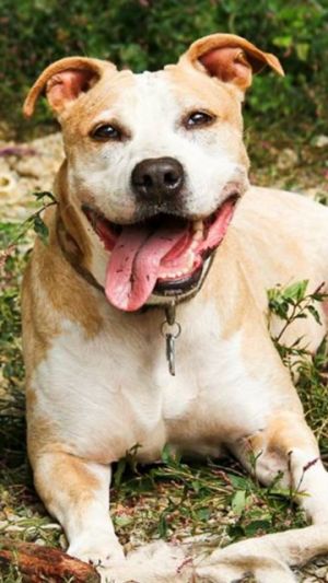 Princess: Pit Bull Terrier, Dog; Elkton, MD