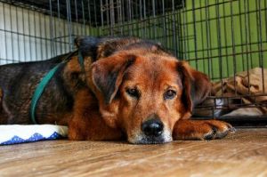 Millie: Golden Retriever, Dog; Elkton, MD
