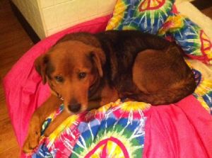 Millie: Golden Retriever, Dog; Elkton, MD