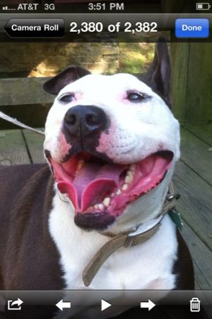 Oliver: Pit Bull Terrier, Dog; Elkton, MD