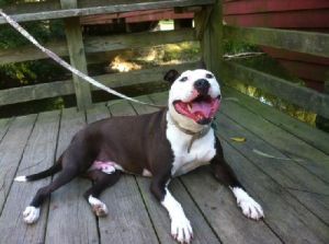 Oliver: Pit Bull Terrier, Dog; Elkton, MD