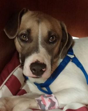 Poindexter: Pointer, Dog; Elkton, MD