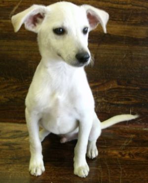 Taco: Chihuahua, Dog; Germantown, MD