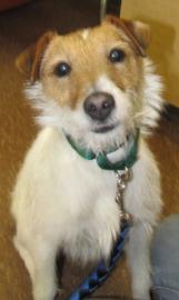 Scruffy - MiPAWS Training: Jack Russell Terrier, Dog; Ann Arbor, MI