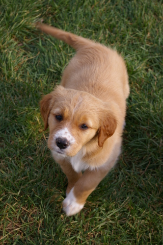 English+Setter+Golden+Retriever+Mix English Setter Golden Retriever Mix http://www.petfinder.com/petdetail ...