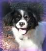 Pepper (in Indiana)