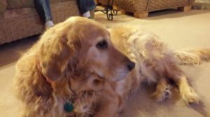 . Holly - Springfield .