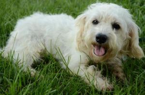 Rover: Poodle, Dog; Natchez, MS