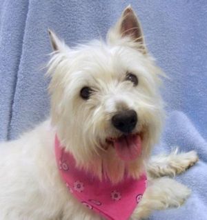 Marney: West Highland White Terrier Westie, Dog; Monroe, NC