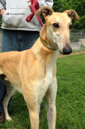 Stan: Greyhound, Dog; Randleman, NC