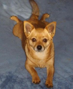Prada: Chihuahua, Dog; Conover, NC